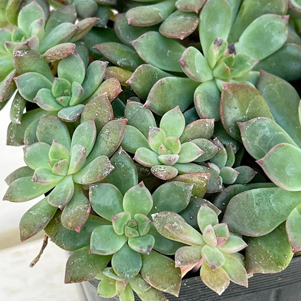 エケベリア：エメラルドリップ 3.5号ポット