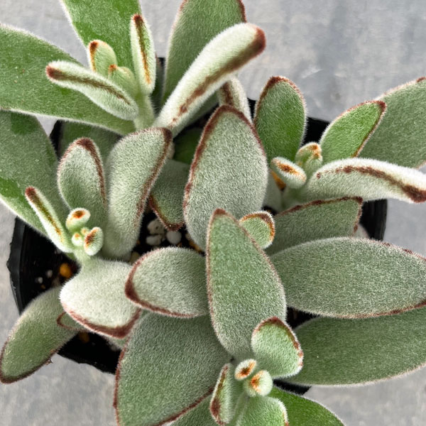 カランコエ：月兎耳（うさぎの耳）3号ポット