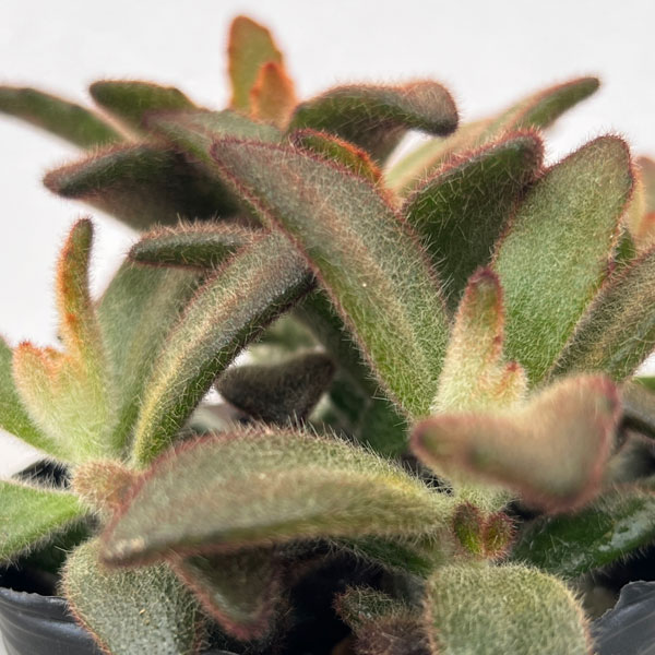 カランコエ：シナモン 3号ポット