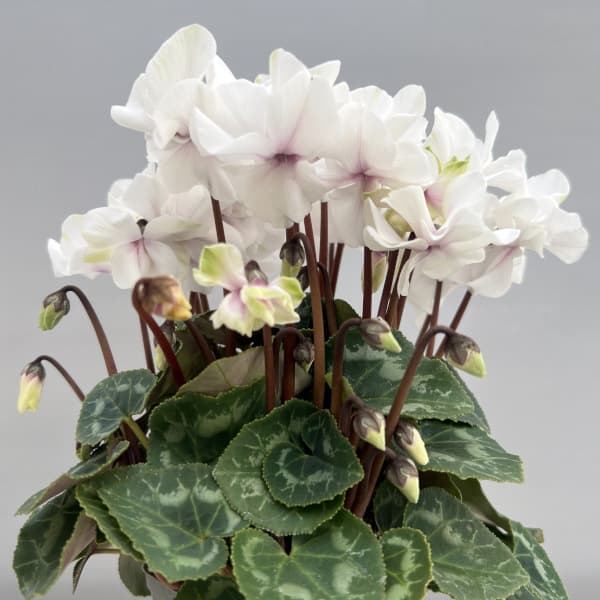 シクラメン（ミニ）：広原園さん変り咲き（25-18）エクストラミルク（抹茶ラテ）3号ポット【現品販売】