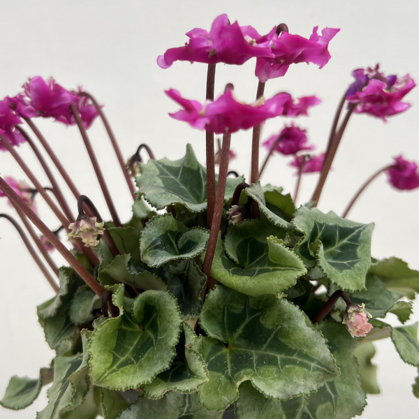 シクラメン（ミニ）：広原園さん変り咲き（25-19）3号ポット【現品販売】