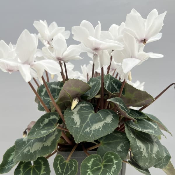 シクラメン（ミニ）：広原園さん変り咲き（25-21）スクリュースタークリスタルホワイト3号ポット【現品販売】