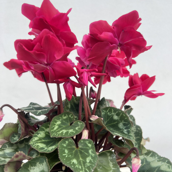 シクラメン（ミニ）：広原園さん変り咲き（25-22）ブレイズワインレッド3号ポット【現品販売】