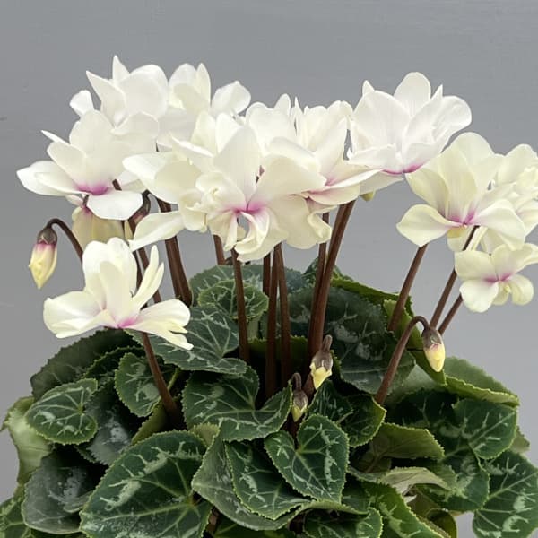 シクラメン（ミニ）：広原園さん変り咲き（25-24）スクリュースターイエロー3号ポット【現品販売】