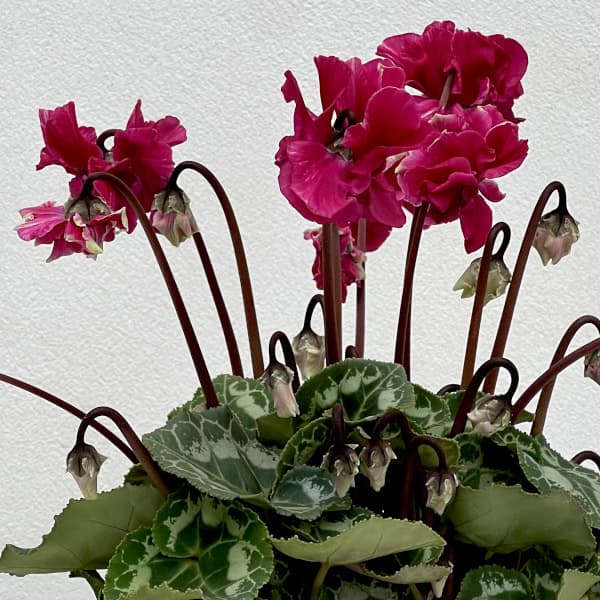 シクラメン（ミニ）：広原園さん変り咲き（25-26）3号ポット【現品販売】