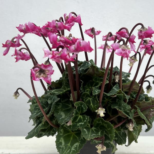 シクラメン（ミニ）：広原園さん変り咲き（25-28）3号ポット【現品販売】