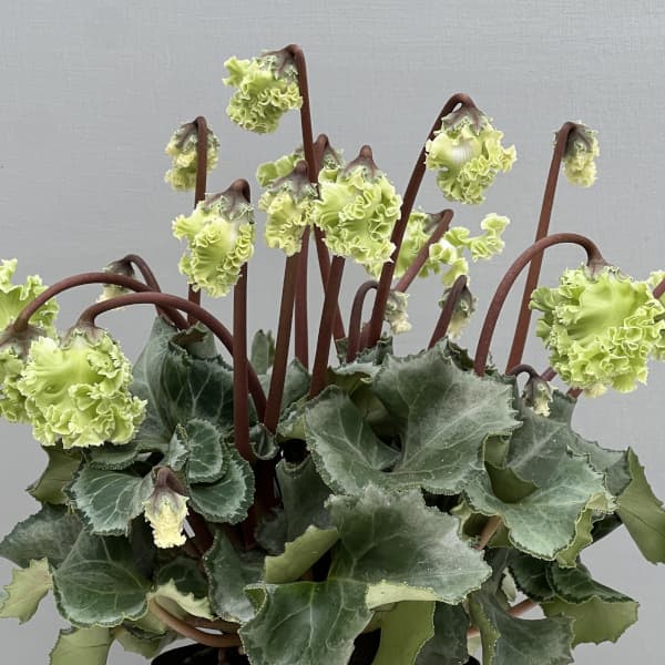 シクラメン（ミニ）：広原園さん変り咲き（25-29）コロナ　ブリリアントグリーン3号ポット【現品販売】