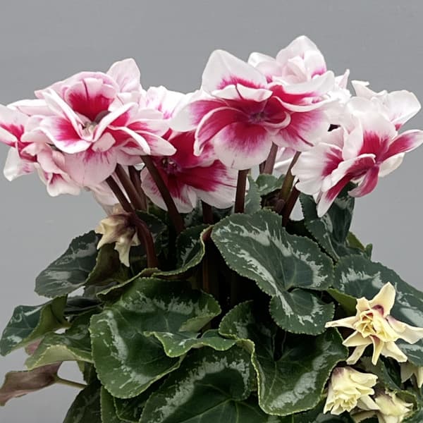 シクラメン（ミニ）：広原園さん変り咲き（25-30）ダブルベリーサンデー3号ポット【現品販売】