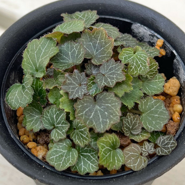 極姫ユキノシタ2.5号ポット