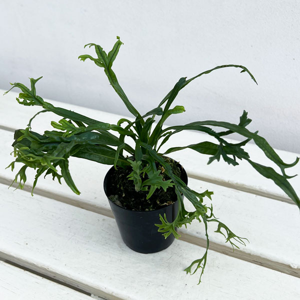 シダ：ノキシノブ　実生ハイブリッド（獅子葉系）2.5号ポット