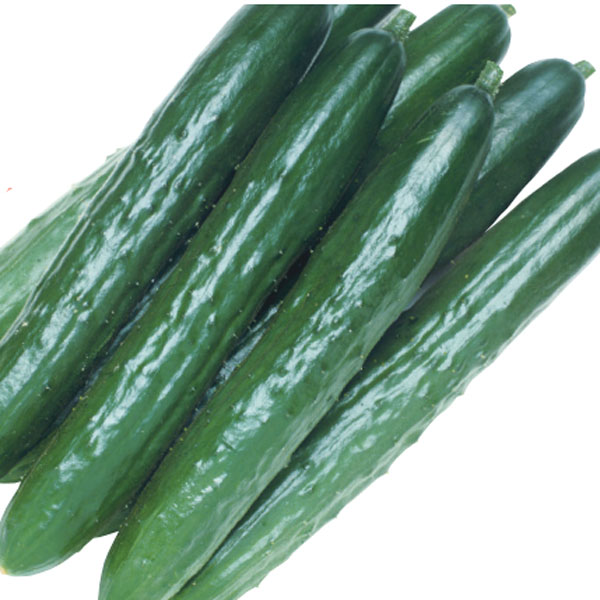 [26年4月上旬予約]キュウリ：北進（ホクシン）自根苗3号ポット