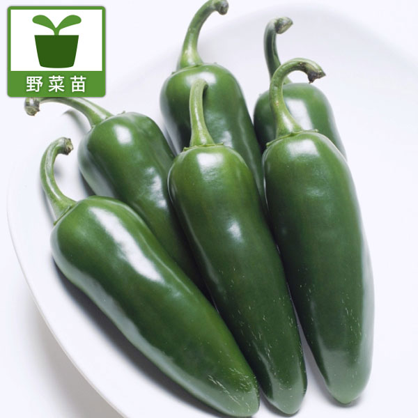 [26年4月上旬予約]こどもピーマン自根苗3号ポット