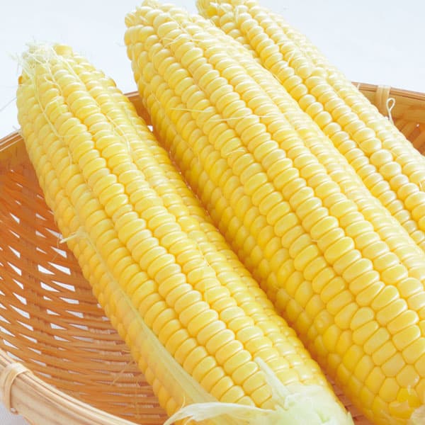 [26年4月上旬予約]とうもろこし：ゴールドラッシュ自根苗3号ポット