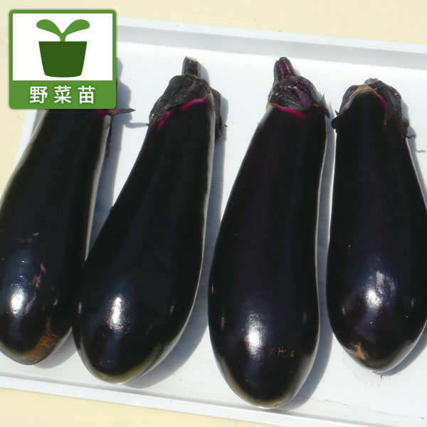 [26年4月上旬予約]ナス：千両2号自根苗3号ポット