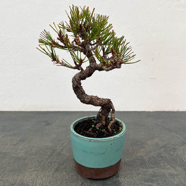 アカマツ（赤松）：小品盆栽 25-01