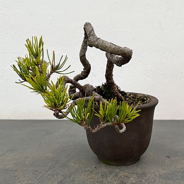 アカマツ（赤松）：小品盆栽 25-02