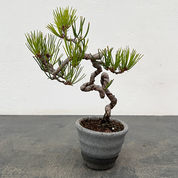 アカマツ（赤松）：小品盆栽 25-04