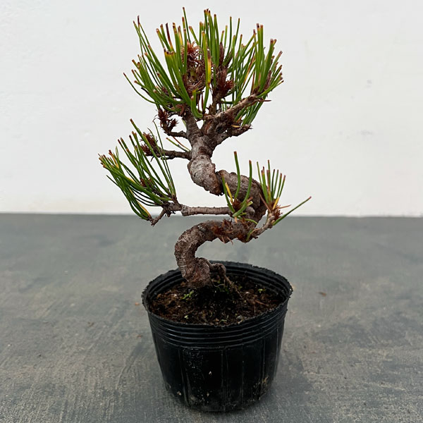 アカマツ（赤松）：ネジリ（曲付）ポット植え