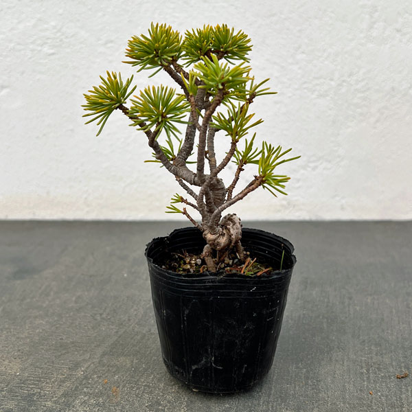 ゴヨウマツ（五葉松）：実生苗2号ポット 25-02