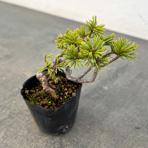 ゴヨウマツ（五葉松）：実生苗2号ポット 25-03