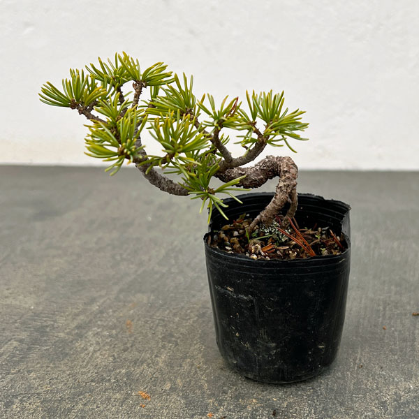 ゴヨウマツ（五葉松）：実生苗2号ポット 25-04