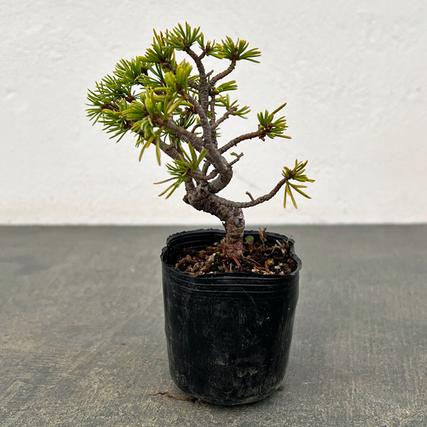 ゴヨウマツ（五葉松）：実生苗2号ポット 25-05