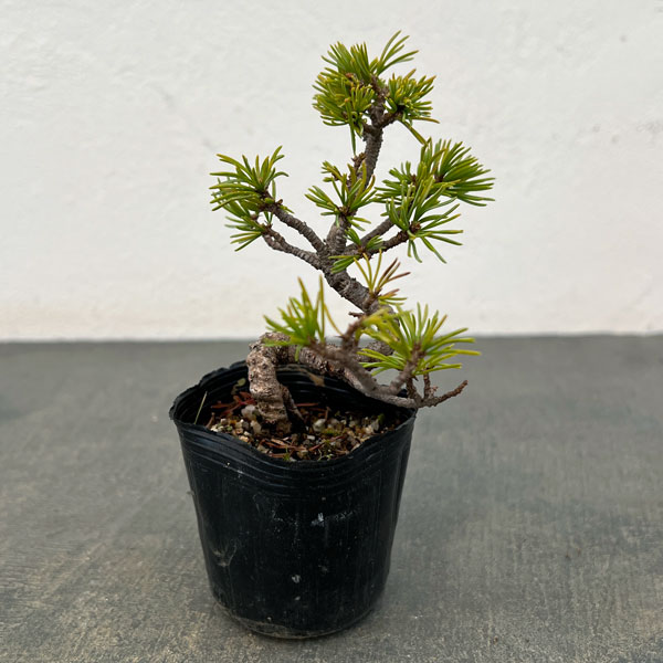 ゴヨウマツ（五葉松）：実生苗2号ポット 25-06