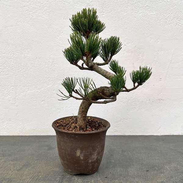 ゴヨウマツ（五葉松）：小品盆栽 25-01
