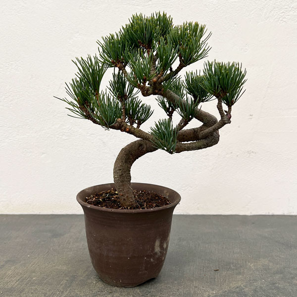 ゴヨウマツ（五葉松）：小品盆栽 25-02