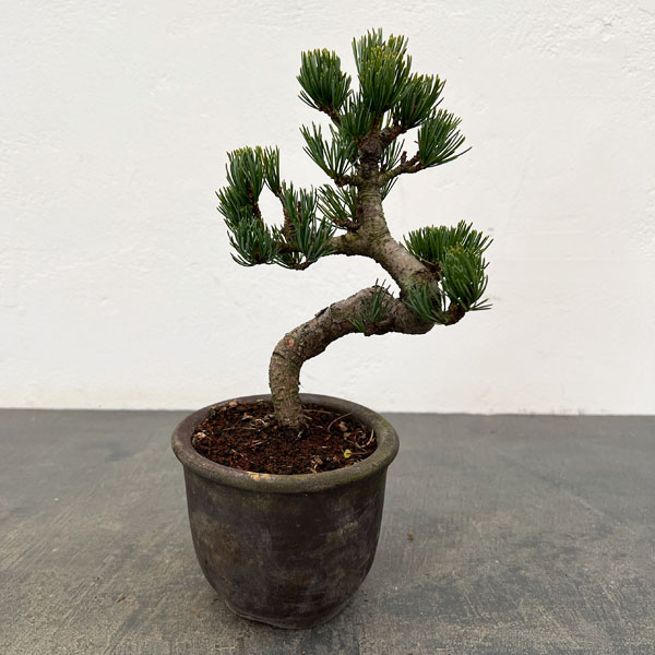 ゴヨウマツ（五葉松）：小品盆栽 25-05