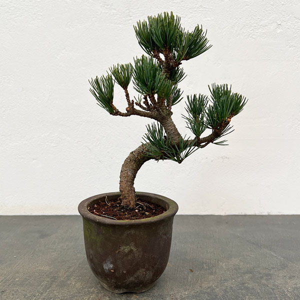 ゴヨウマツ（五葉松）：小品盆栽 25-06