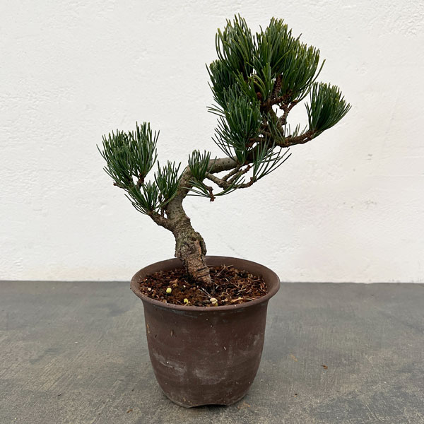 ゴヨウマツ（五葉松）：小品盆栽 25-07