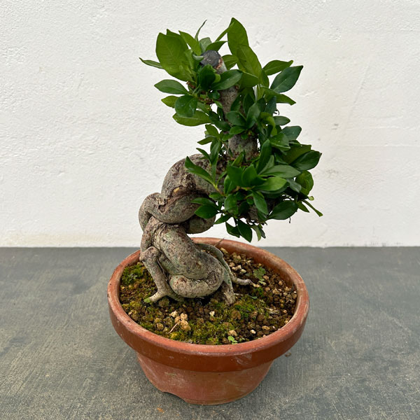 クチナシ：極太　陶器鉢植え25-01