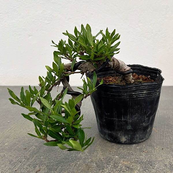 クチナシ：一寸法師（懸崖仕立て）3号ポット25-01