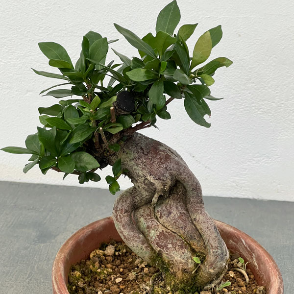 クチナシ：極太　陶器鉢植え25-02