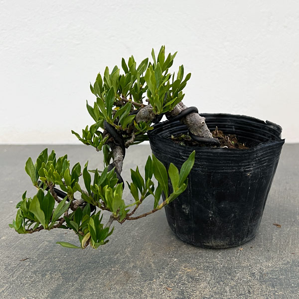 クチナシ：一寸法師（懸崖仕立て）3号ポット25-02