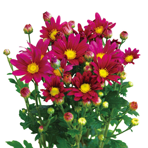 [26年3月中下旬予約]切花菊苗：二度咲き小菊 花火 2.5号ポット