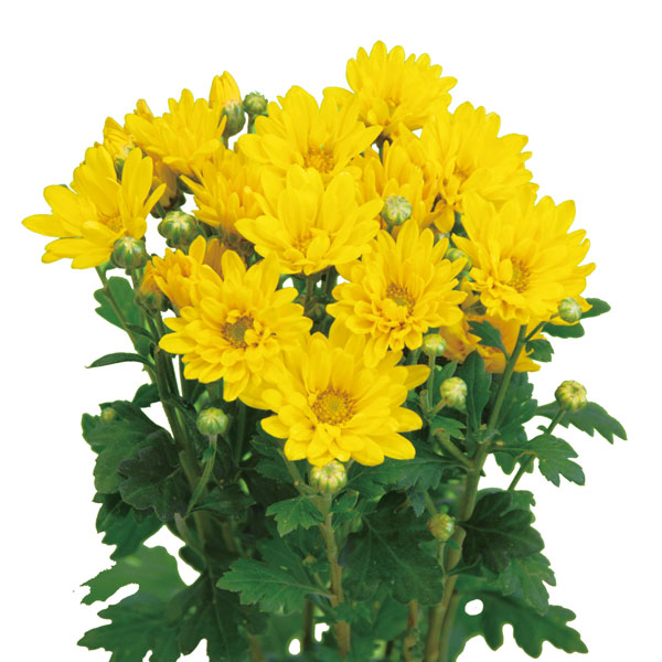 [26年3月中下旬予約]切花菊苗：二度咲き小菊 こだま 2.5号ポット