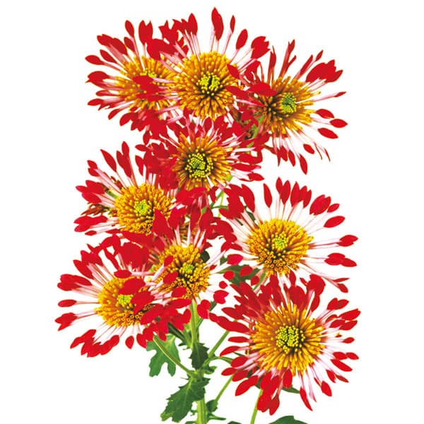 [26年4月上旬予約]花火菊：デュオン2.5号ポット