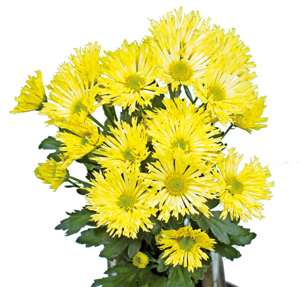 [26年4月上旬予約]花火菊：スターマイン2.5号ポット