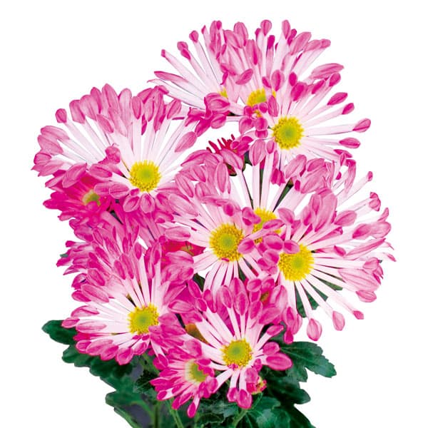 [26年4月上旬予約]花火菊：ピスコ2.5号ポット