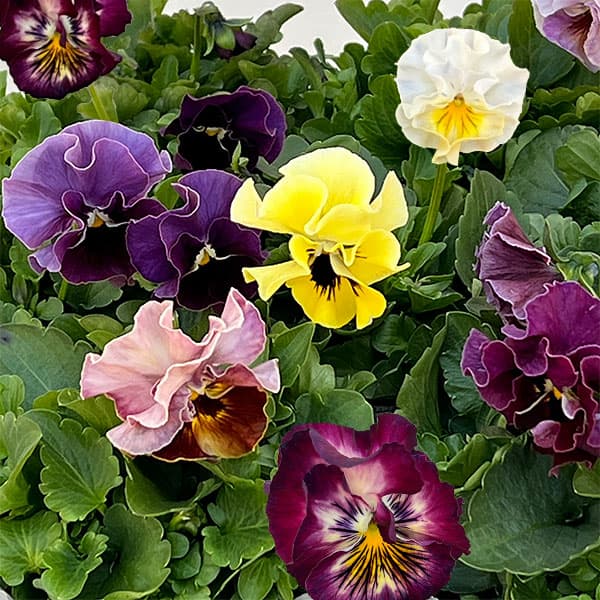 パンジー：ジャノール3.5号ポット