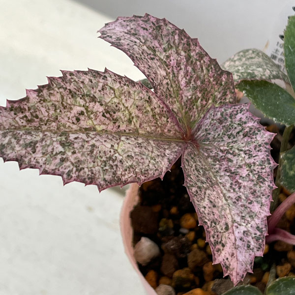 松村ナーセリーさんのクリスマスローズ（原種系）：ステルニー　ピンクダイヤモンド　3.5号ロングポット