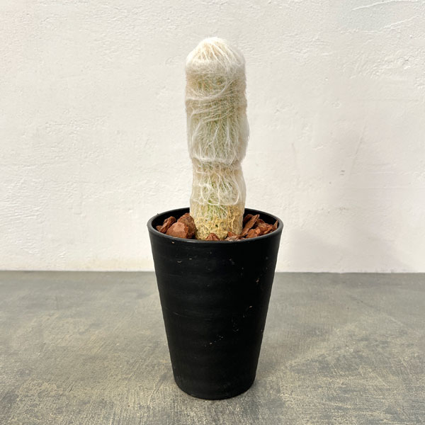 サボテン：エスポストア　幻楽（げんらく）4号鉢植え