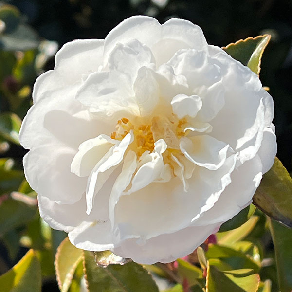 サザンカ(山茶花)：朝倉5号ポット