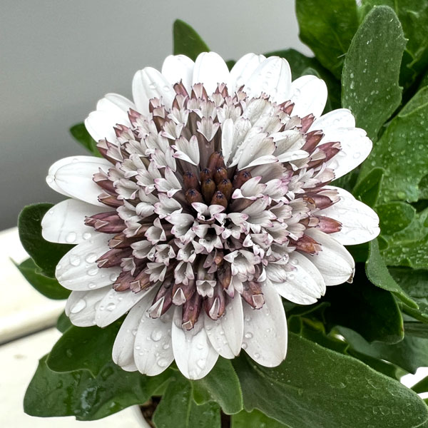 オステオスペルマム：プリンセス（八重）ガトーショコラ3.5号ポット