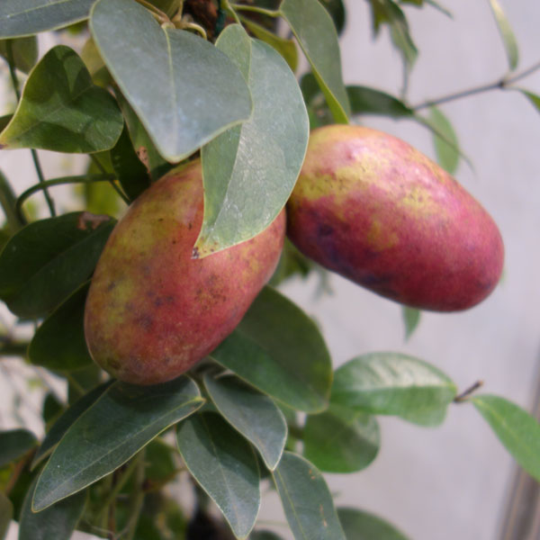 ムベ6号鉢植え[実付き]