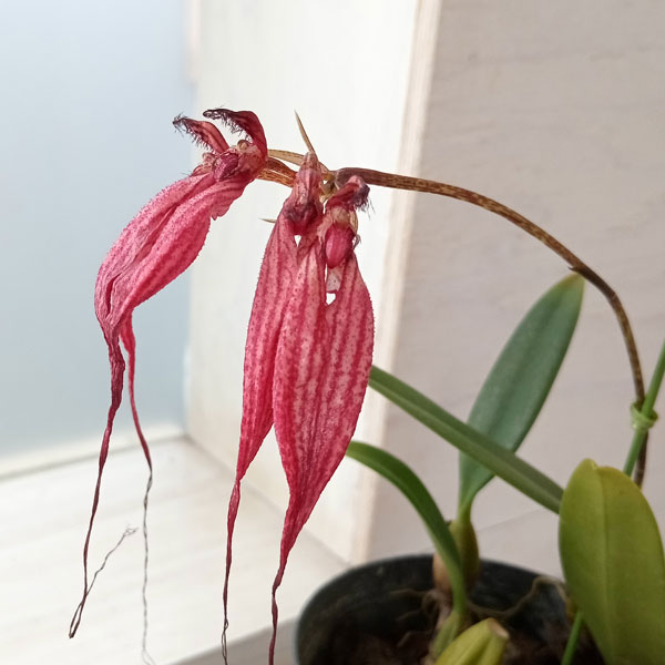 バルボフィラム　エリザベスアン