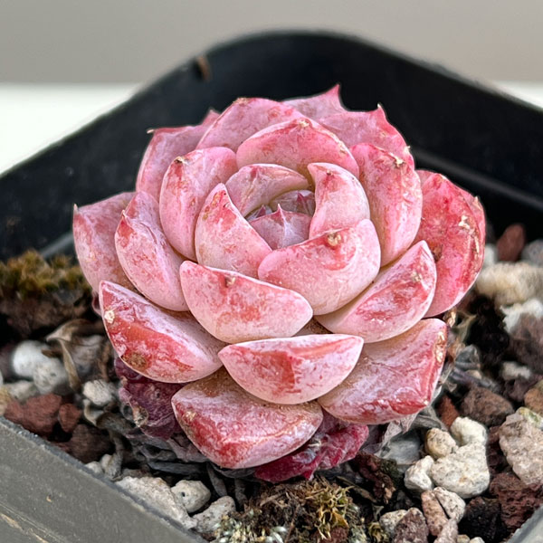 エケベリア：リトルパール　2.5号