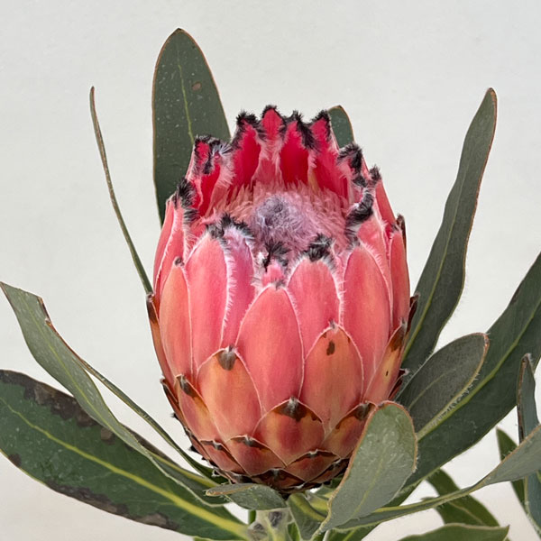 [ザ・ファームセレクト]プロテア：オーストラリスピンク　5号鉢植え